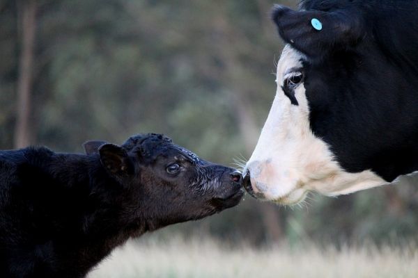 cow nuzzling calf pixabay